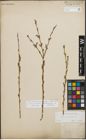 Foto von Salix purpurea L.
